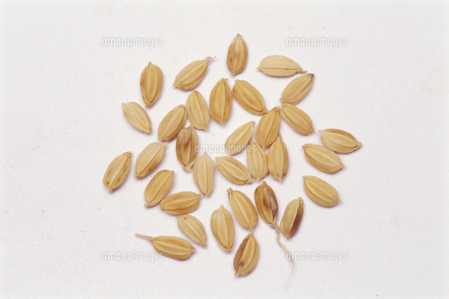 稲モミ の写真素材 イラスト素材 アマナイメージズ 稲モミ の写真素材 イラスト素材 アマナイメージズ