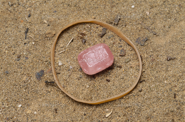 アリの実験 輪ゴム の写真素材 イラスト素材 アマナイメージズ