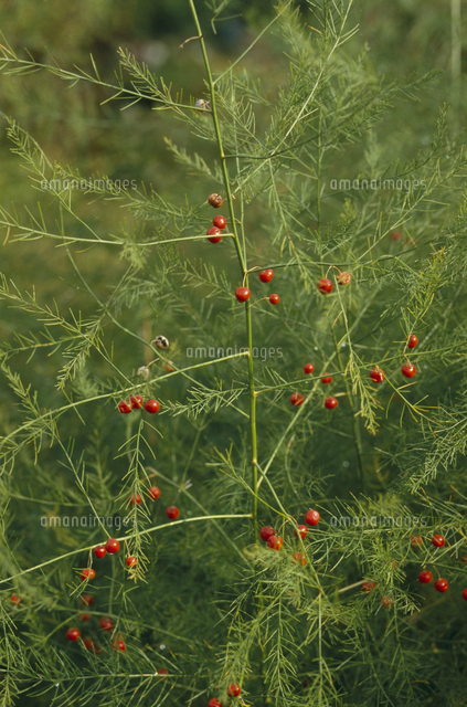 アスパラガスの実 の写真素材 イラスト素材 アマナイメージズ