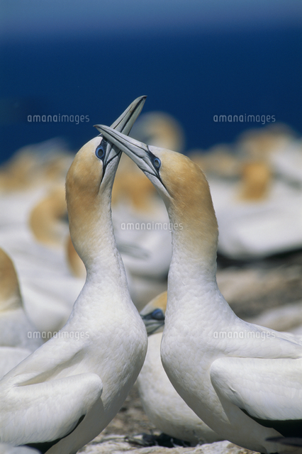 オーストラリアシロカツオドリの求愛 32089003176 の写真素材 イラスト素材 アマナイメージズ