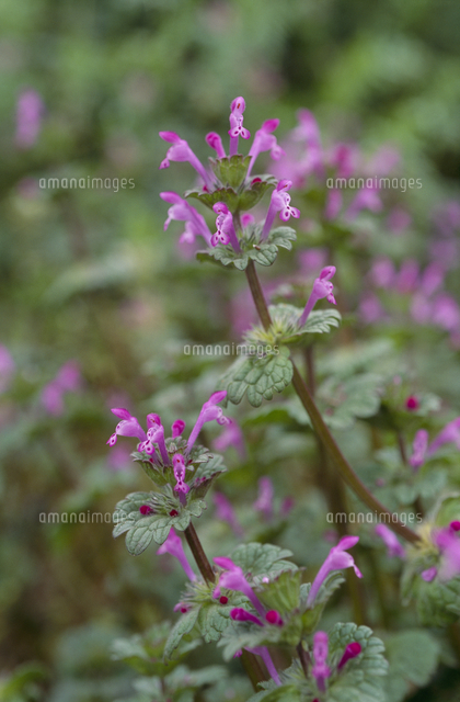 ホトケノザの花 春 の写真素材 イラスト素材 アマナイメージズ