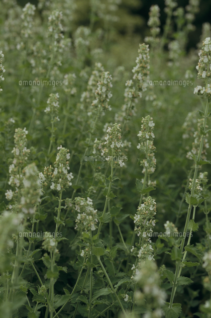 キャットニップ の写真素材 イラスト素材 アマナイメージズ