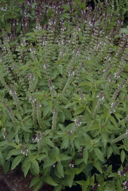レモンバジル 奥の濃い色はシナモンバジル の写真素材 イラスト素材 アマナイメージズ