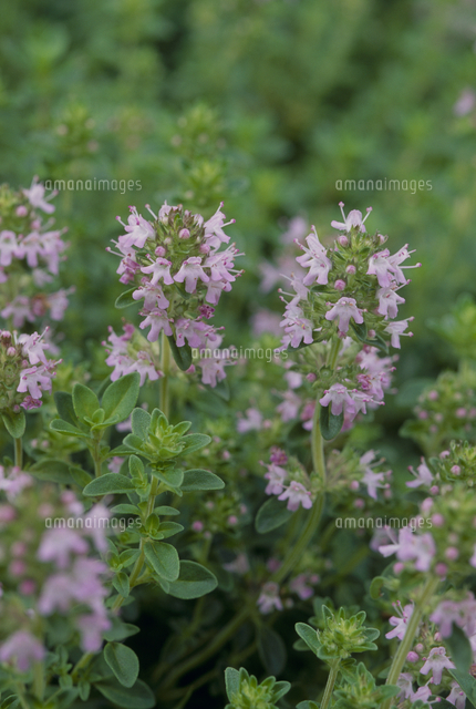 クリーピングタイム の写真素材 イラスト素材 アマナイメージズ