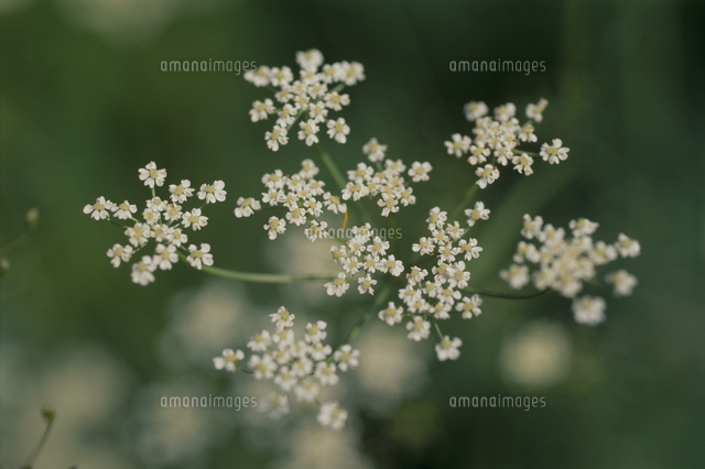 キャラウェイ ヒメウイキョウ の写真素材 イラスト素材 アマナイメージズ