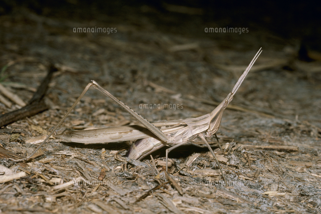 ショウリョウバッタ 産卵 の写真素材 イラスト素材 アマナイメージズ