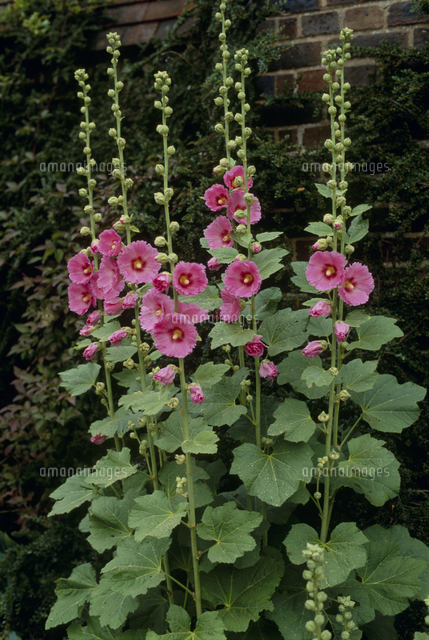 ホリーホック タチアオイ の写真素材 イラスト素材 アマナイメージズ