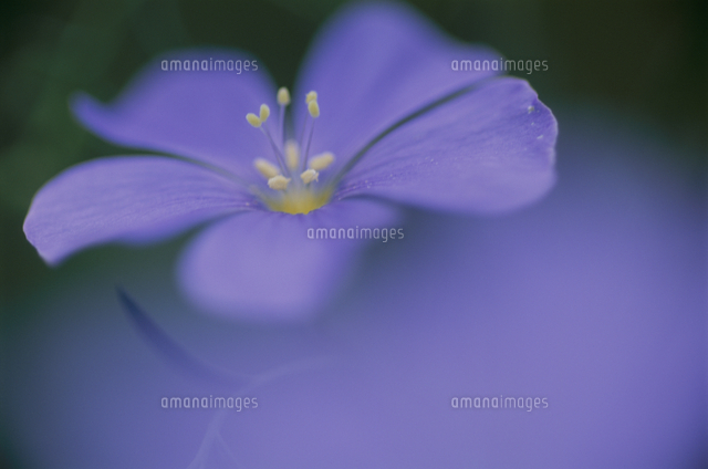 ペレニアルフラックス の写真素材 イラスト素材 アマナイメージズ