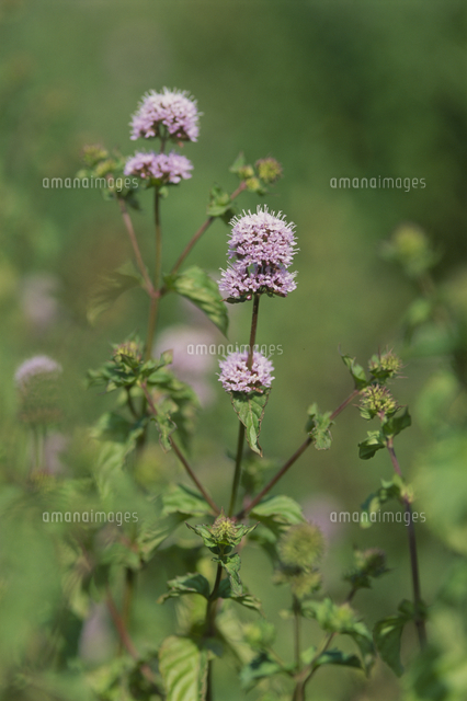 オーデコロンミント の写真素材 イラスト素材 アマナイメージズ