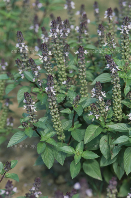 シナモンバジル の写真素材 イラスト素材 アマナイメージズ