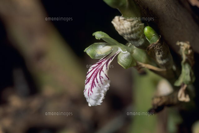 カルダモンの花 の写真素材 イラスト素材 アマナイメージズ