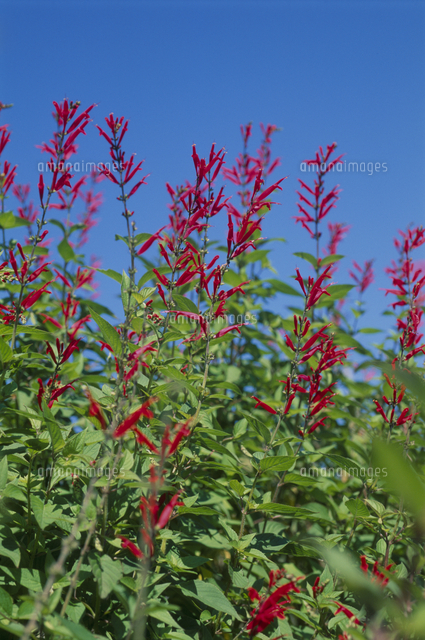 パイナップルセージ の写真素材 イラスト素材 アマナイメージズ