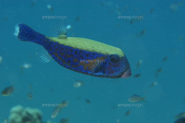 ハコフグ の写真素材 イラスト素材 アマナイメージズ