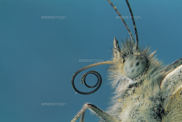 モンシロチョウ 頭部 アップ の写真素材 イラスト素材 アマナイメージズ