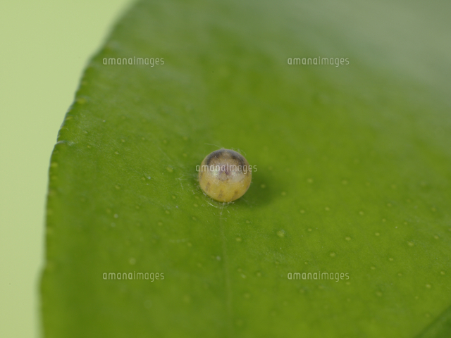 アゲハ ナミアゲハ 卵 孵化直前 の写真素材 イラスト素材 アマナイメージズ