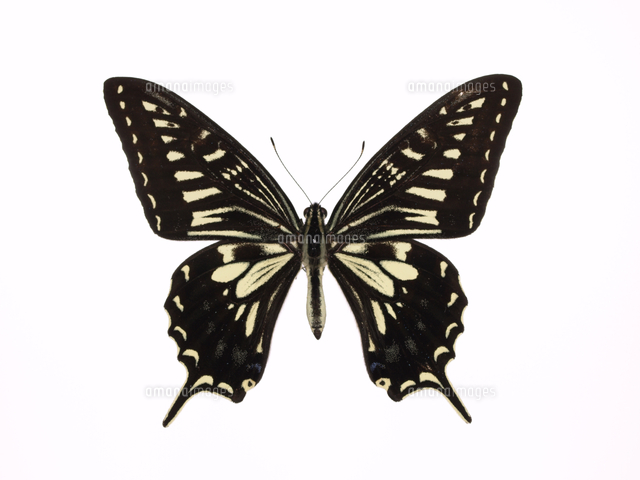 アゲハ（ナミアゲハ） 雄 夏型 標本[32093000367]の写真・イラスト素材