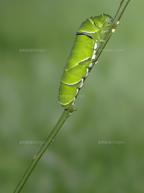 アゲハ ナミアゲハ 5令幼虫 蛹化場所探し の写真素材 イラスト素材 アマナイメージズ