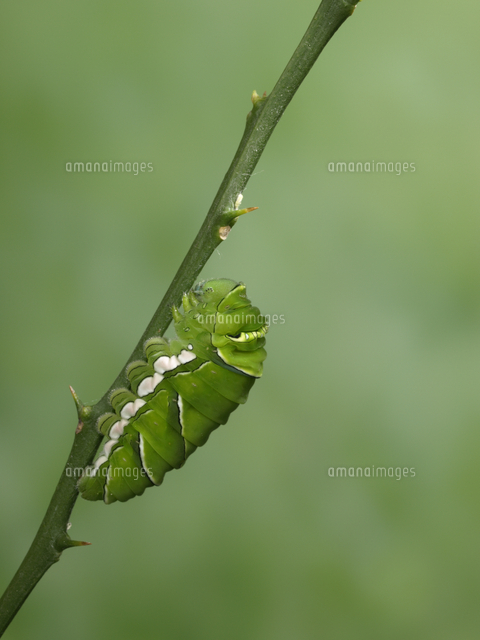 アゲハ ナミアゲハ 5令幼虫 蛹化場所土台作り の写真素材 イラスト素材 アマナイメージズ