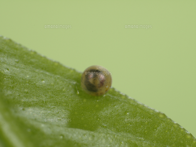 アゲハ ナミアゲハ 卵 孵化直前 の写真素材 イラスト素材 アマナイメージズ