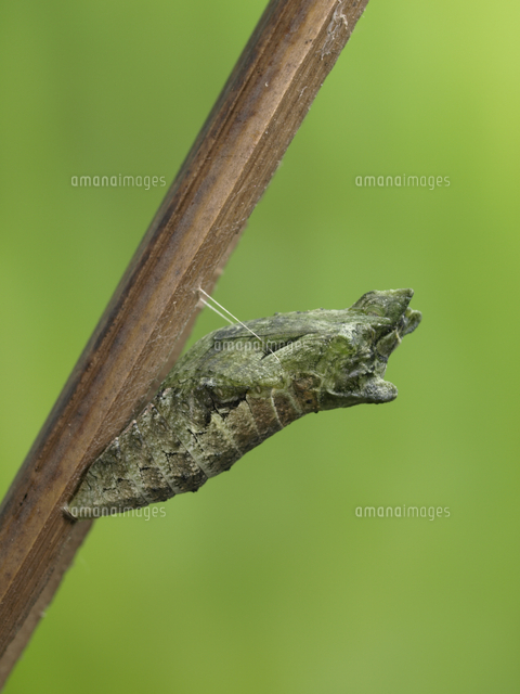 アゲハ ナミアゲハ 蛹化 茶色型 の写真素材 イラスト素材 アマナイメージズ