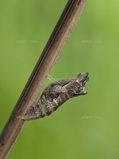 M・アヌビス初令幼虫5頭