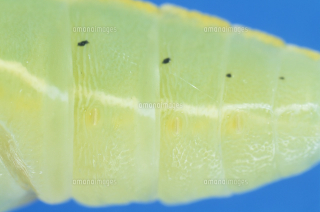 モンシロチョウの蛹 色変化 の写真素材 イラスト素材 アマナイメージズ