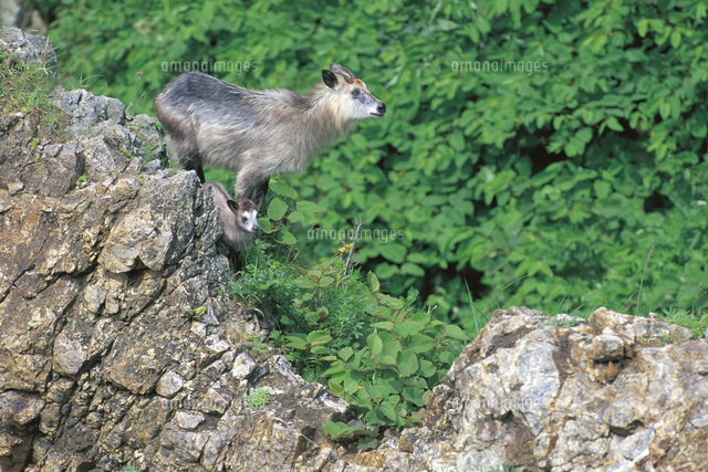 ニホンカモシカの親子[32094000011]の写真・イラスト素材｜アマナ