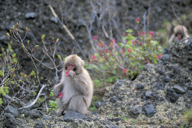 ニホンザル ツツジの花を食べる の写真素材 イラスト素材 アマナイメージズ