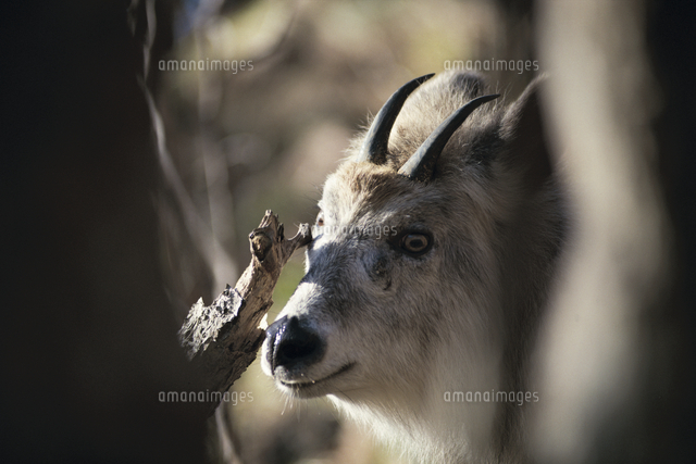 木に眼下腺をこすりつけてマーキングするニホンカモシカのオス の写真素材 イラスト素材 アマナイメージズ 木に眼下腺をこすりつけてマーキングするニホンカモシカのオス の写真素材 イラスト素材 アマナイメージズ
