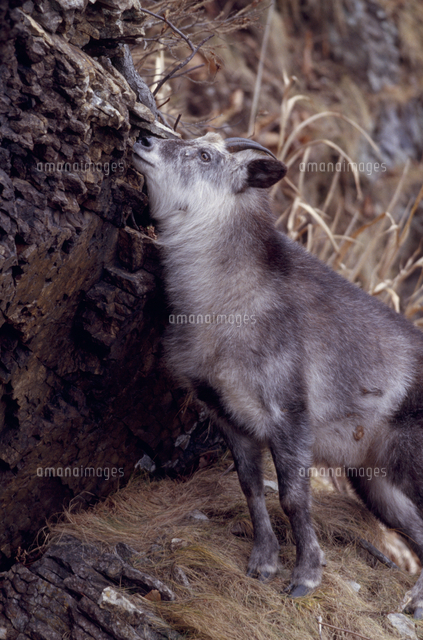 ニホンカモシカ 眼下腺をこすりつける の写真素材 イラスト素材 アマナイメージズ ニホンカモシカ 眼下腺をこすりつける の写真素材 イラスト素材 アマナイメージズ