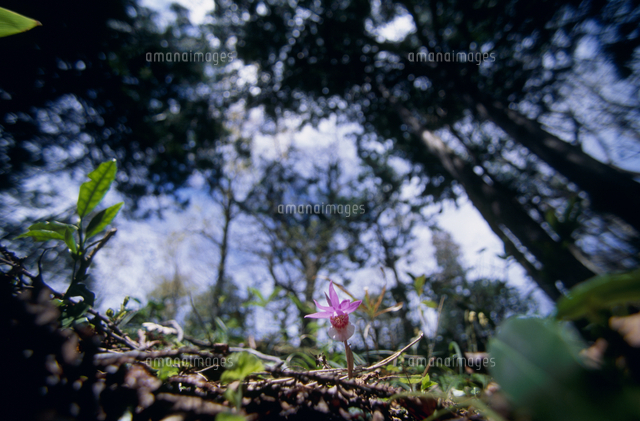 ヒメホテイランの花 春 の写真素材 イラスト素材 アマナイメージズ