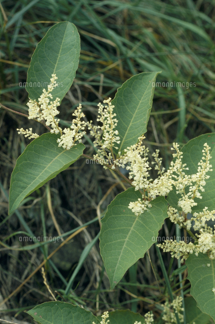 イタドリ 花 の写真素材 イラスト素材 アマナイメージズ