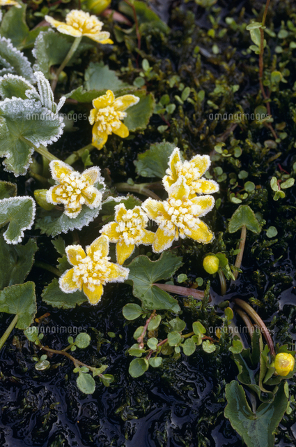 リュウキンカの花 春 の写真素材 イラスト素材 アマナイメージズ