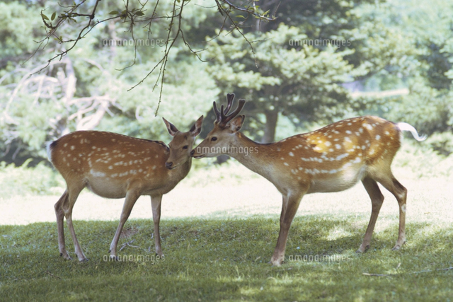 ニホンジカ（ホンシュウジカ）の親子(夏毛）[32096000063]の写真
