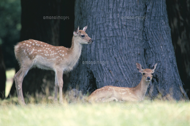 ニホンジカ（ホンシュウジカ）の親子(夏毛）[32096000063]の写真