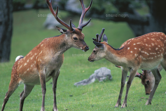 顔を寄せ合う2頭のニホンジカのオス[32096000057]の写真・イラスト