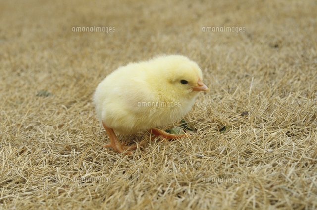 ニワトリの雛 ヒヨコ の写真素材 イラスト素材 アマナイメージズ