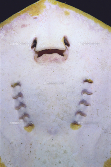 アカエイ 裏側 口とエラ穴 の写真素材 イラスト素材 アマナイメージズ