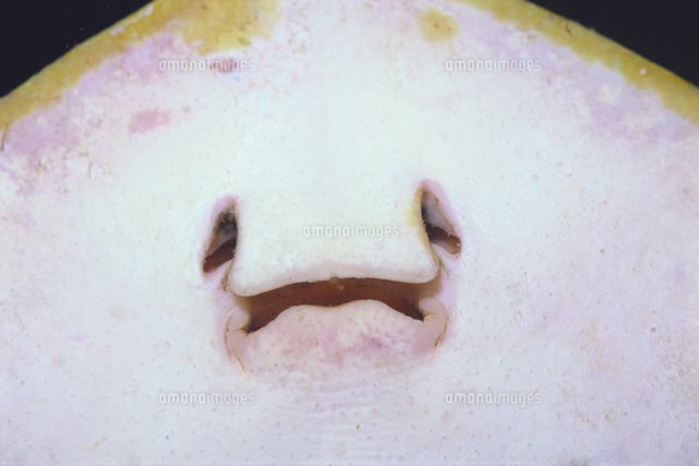 アカエイ 口 の写真素材 イラスト素材 アマナイメージズ