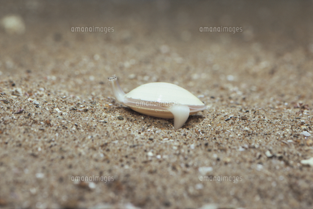 砂に潜るハマグリ 3 6 の写真素材 イラスト素材 アマナイメージズ