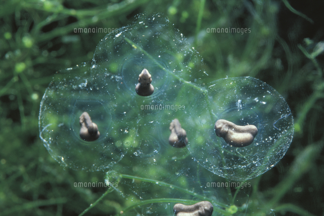 トノサマガエルの卵の変化 産卵後３日目 の写真素材 イラスト素材 アマナイメージズ