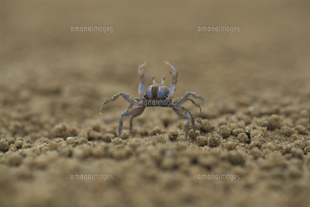 ハサミを振り上げるコメツキガニのダンス の写真素材 イラスト素材 アマナイメージズ