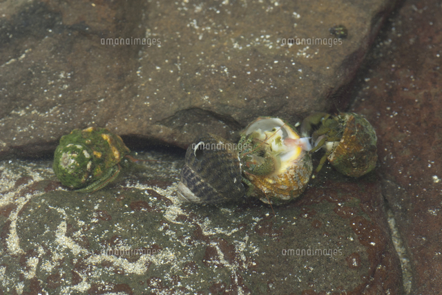 ケアシホンヤドカリ 貝を食べる の写真素材 イラスト素材 アマナイメージズ