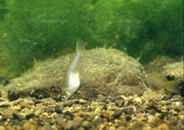 メダカ 口が上付きのため水底のエサは逆立ちで食べる の写真素材 イラスト素材 アマナイメージズ