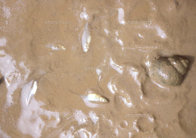 干ばつで死んだメダカと生きてるタニシ の写真素材 イラスト素材 アマナイメージズ