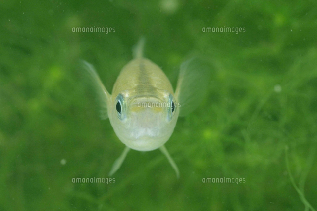 メダカとヒキガエルのオタマジャクシ 春 の写真素材 イラスト素材 アマナイメージズ メダカとヒキガエルのオタマジャクシ 春 の写真素材 イラスト素材 アマナイメージズ