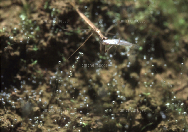 ミズカマキリ メダカを捕えた の写真素材 イラスト素材 アマナイメージズ ミズカマキリ メダカを捕えた の写真素材 イラスト素材 アマナイメージズ
