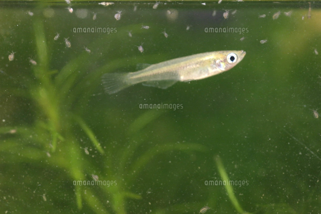 メダカ 傷つき白雲病になる の写真素材 イラスト素材 アマナイメージズ