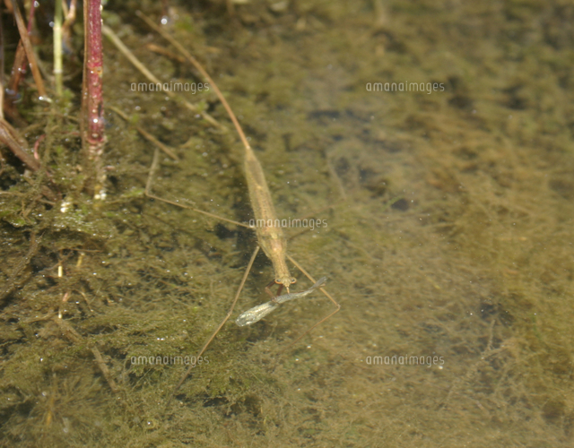 ミズカマキリ メダカを捕えた の写真素材 イラスト素材 アマナイメージズ ミズカマキリ メダカを捕えた の写真素材 イラスト素材 アマナイメージズ