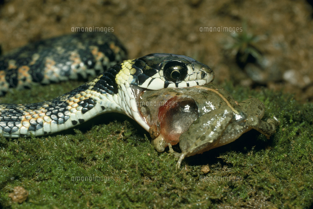 ヤマカガシの捕食 の写真素材 イラスト素材 アマナイメージズ
